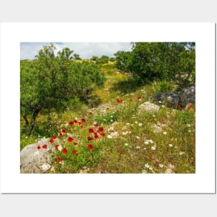 Olive Trees and Wild Flowers on Brac, Croatia Posters and Art